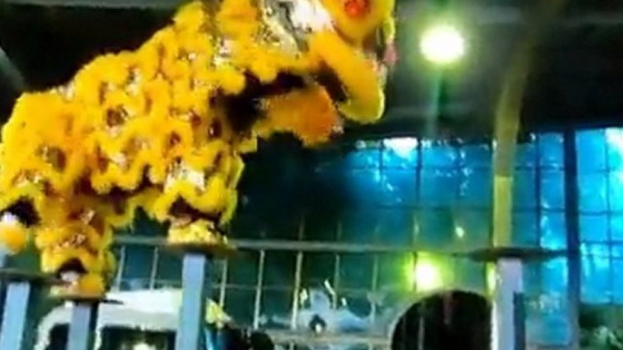 Lion dance, Yellow 2011 10 13