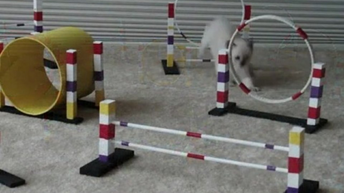 Parcours chaton agility