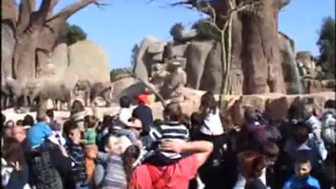 Elefantes disfrutando de la tarta del 4º Aniversario de Bioparc Valencia