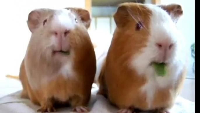 Guinea pigs eating contest!