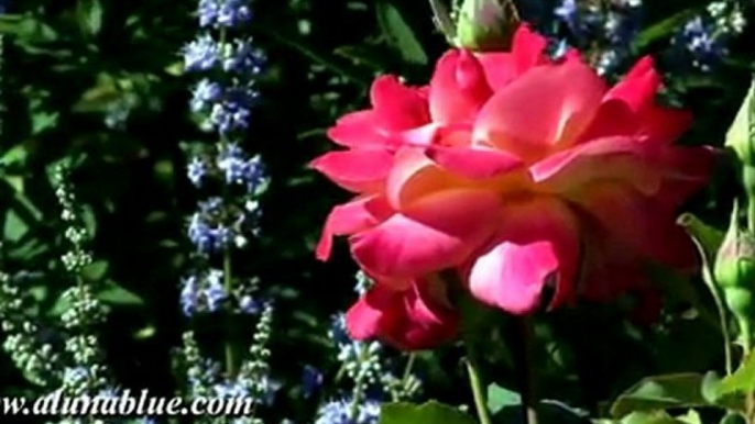 HD Stock Video - Blooms 04 clip 01 Stock Footage