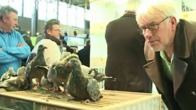 Belgian racing pigeons lure rich Chinese aficionados