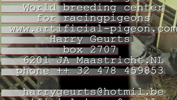 Artificial pigeon,world breedingcenter for racingpigeons by Harry Geurts  C 2012 Belgium