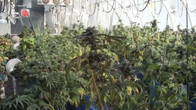 Water - Watering Marijuana Plants - How Much Water To Give Growing Weed - 11