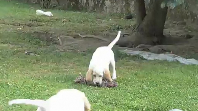 Photos des chiots d'Elfy de l'aile rousse et d'Ussan du mas d'eyraud