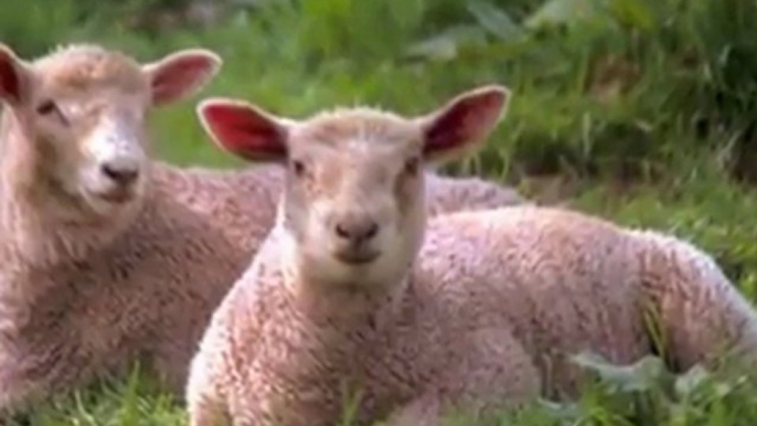 J. S. Bach: Cantata Nº 208, 'Sheep May Safely Graze' Slideshow