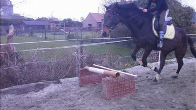 Saut d'obstacle à pieds ou à cheval...