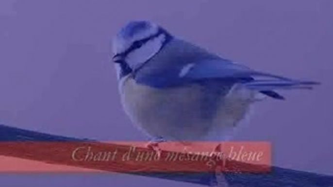 Chants d'oiseaux
