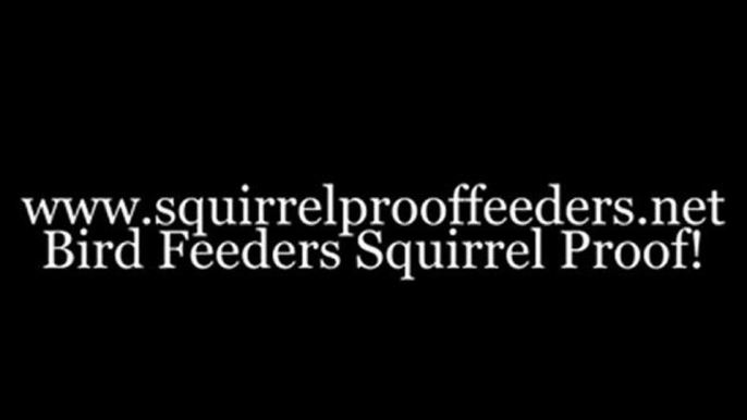 Squirrel Proof Feeders Guaranteed To Defeat Those Determined Bird Seed Raiders!