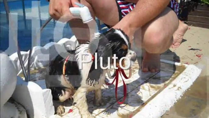 Spiaggia cani Rimini:vacanze con animali al bagno Egisto 38