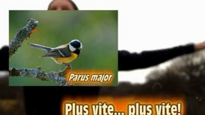 apprendre les chants d'oiseaux