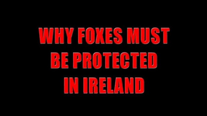 Why foxes must be protected in Ireland