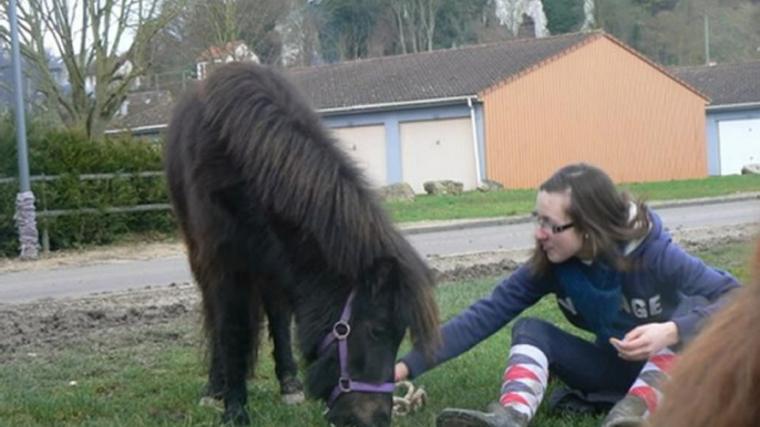 Mon bébé poney