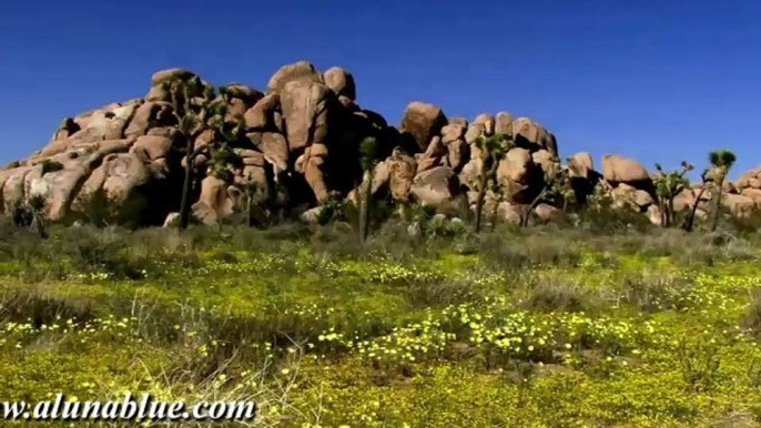 HD Stock Video - Desert Blooms 01 clip 02 - Nature Stock Footage