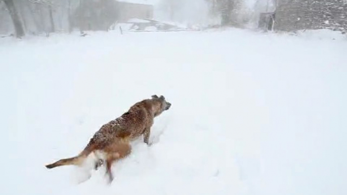 Kapy dans la neige du printemps