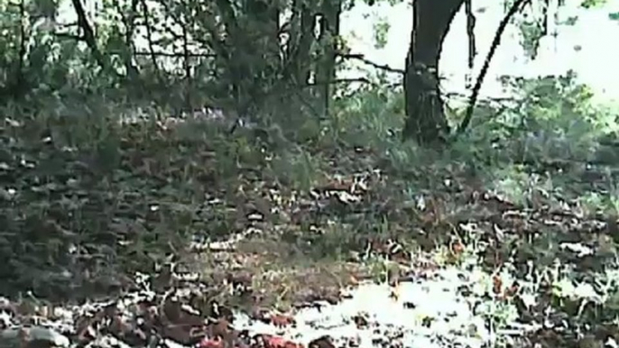 Tourterelles des bois - Spypoint IR 5 - Caméra de surveillance