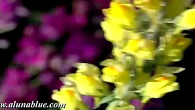 Nature Stock Footage - Video Backgrounds - Blooms 01 clip 02 - Stock Video