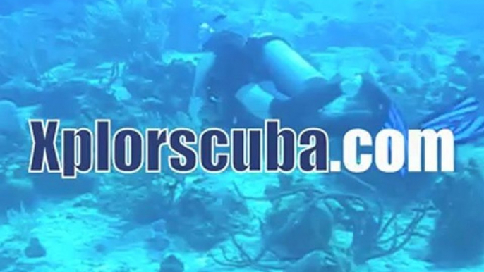 Nurse Sharks, sea turtles, Rays and more!