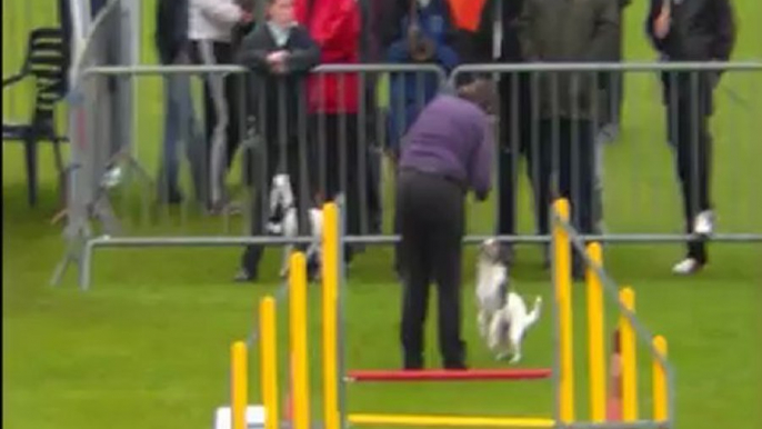 Agility trophée par équipe Ploërmel  2012 Agility 2ème manche les shet'russels