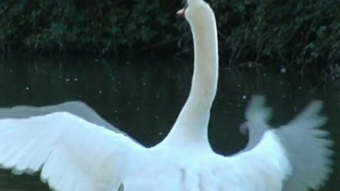 Swan Cisne blanco Cygnus olor. Parque Isabel C. Gijón, Asturias