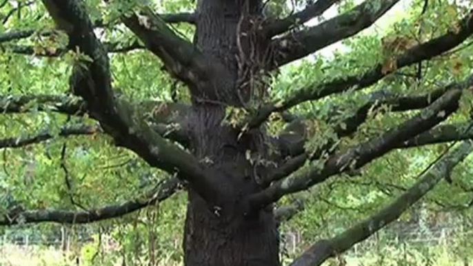 Nature en ville : la trame verte & bleue de Nantes Métropole (version longue)