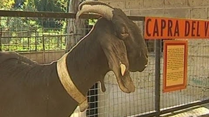 Napoli - SOS zoo, muro virtuale su internet per adottare gli animali (21.06.12)