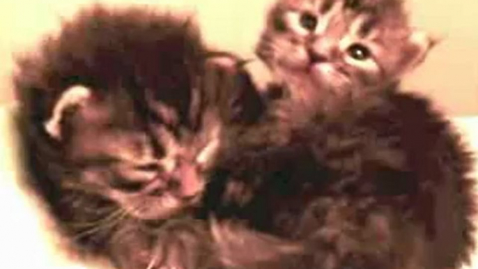 Chatons Maine Coon Chatterie de la Verrerie Royale  2 weeks Kitten - Adele Someone Like you