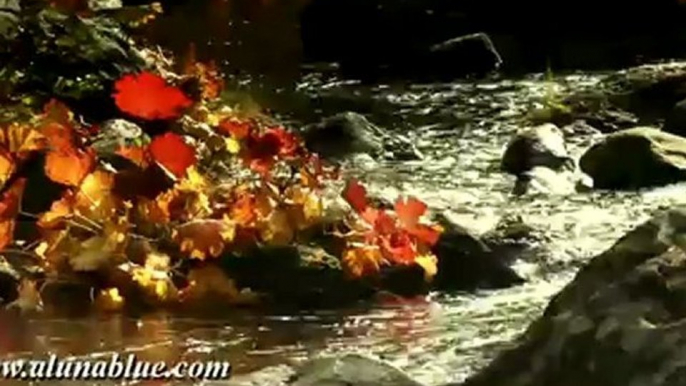 Stock Video - Autumn Gold clip 06 - Stock Footage - Fall Colors - Video Backgrounds