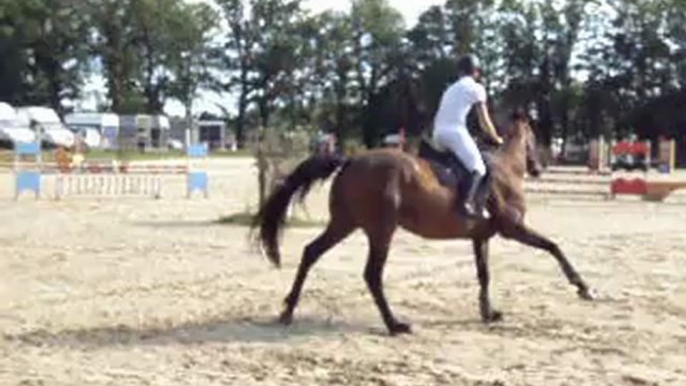 Concours de Sauts d'obstacles au Boulerie Jump: Antoine SF avec UNIQUE en Club 3