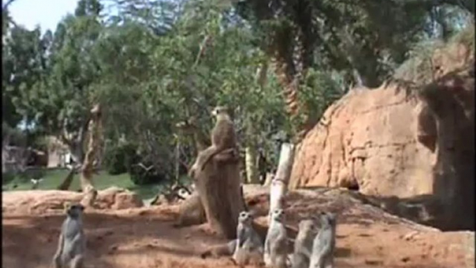 Suricata amamantando a los cachorros (verano 2012)