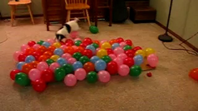 DOG vs. BALLOONS II, This Time It's Personal - Funny Dog Videos