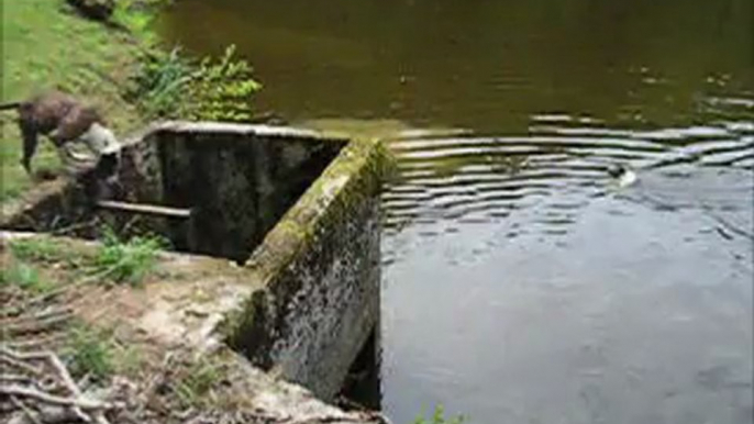 La vie est un combat, deux amstaff sautent d'une falaise de 300 metres!!