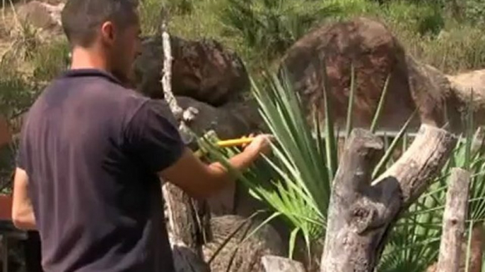 Helados de fruta y baños de arena para sobrellevar en calor en el Bioparc de Valencia