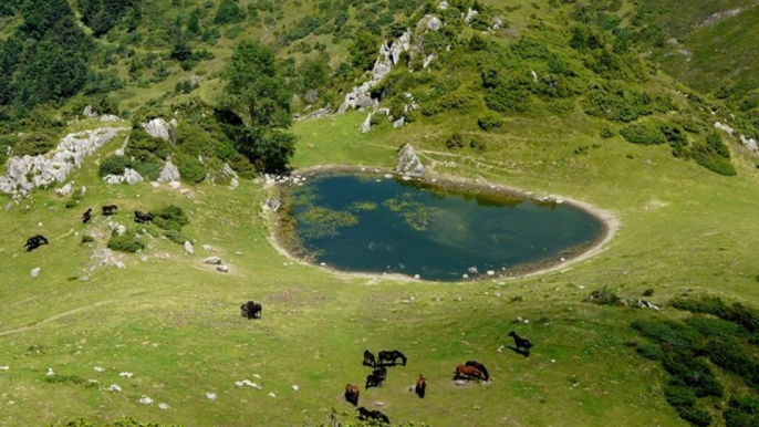 Les chevaux du soleil : Un troupeau de chevaux se détend dans l'étang d'estagnot - Couserans - Vallée de Bethmale