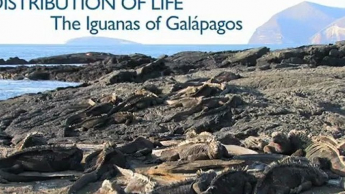 Distribution of Life  The Iguanas of Galapagos - Richard Dawkins