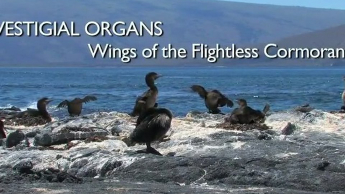 Vestigial Organs The Wings of the Flightless Cormorant - Richard Dawkins