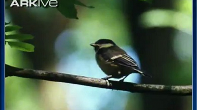 Mésange charbonnière