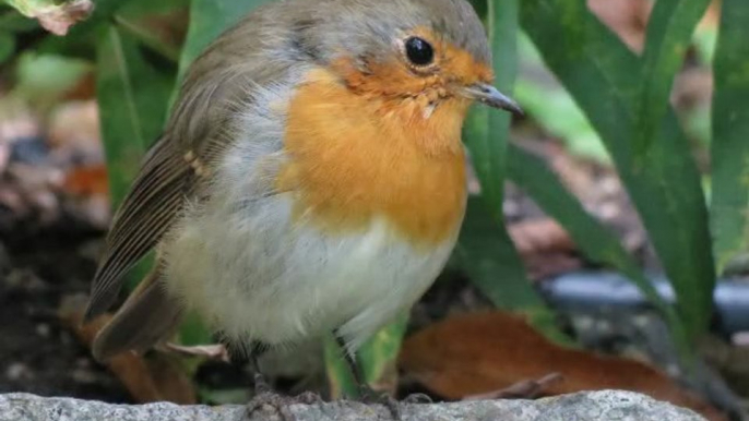 Le Rouge Gorge au Jardin botanique du Mazet