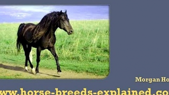 Horse Breeds Explained Gaited Horses