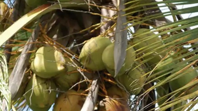 Nuts About Coconuts: How to Chop a Coconut for Jelly & Water