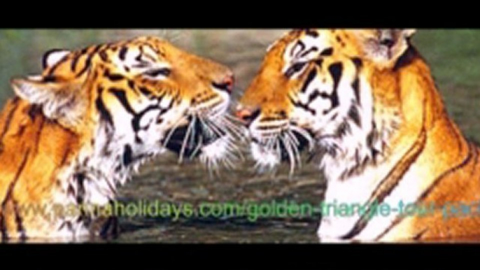 golden triangle tour,golden triangle tours ,golden triangle india