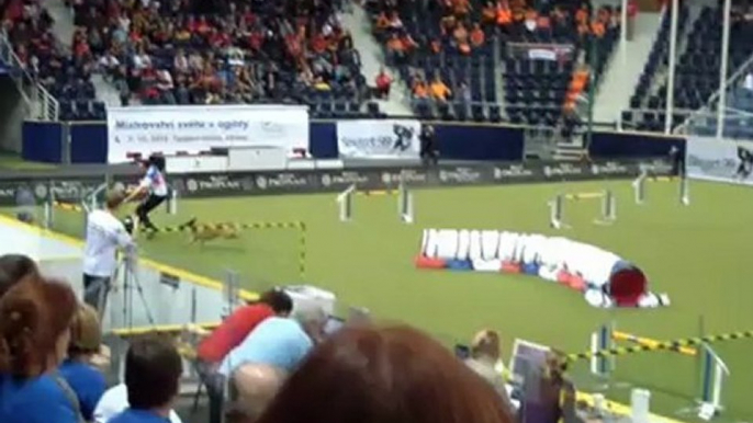 Berger belge Malinois WC Agility 2012