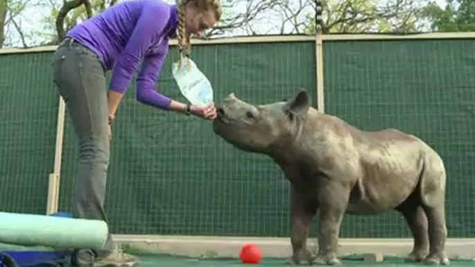 South African orphanage opens for baby rhinos