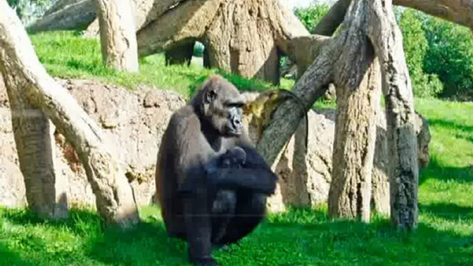 Baby gorilla: The first gorilla born in Bioparc Valencia (2012)