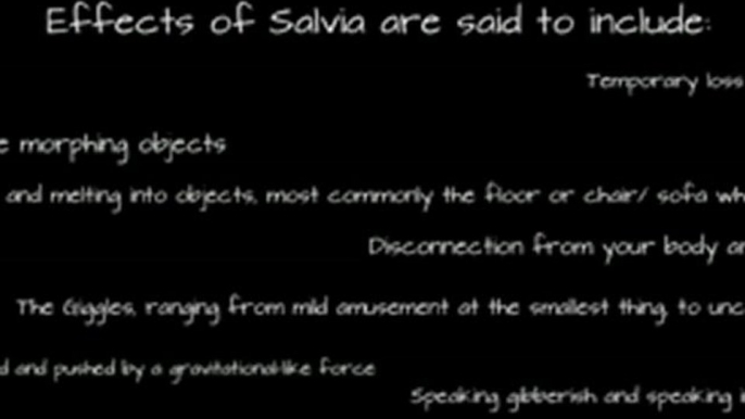 A Brief History Of Salvia: Origins, Uses And Effects