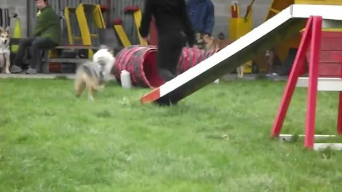 Mini parcours d'agility pour Harwen