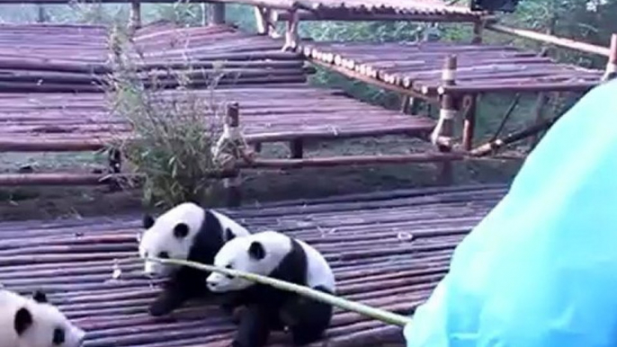 Les pandas de chendu: le training des pandas