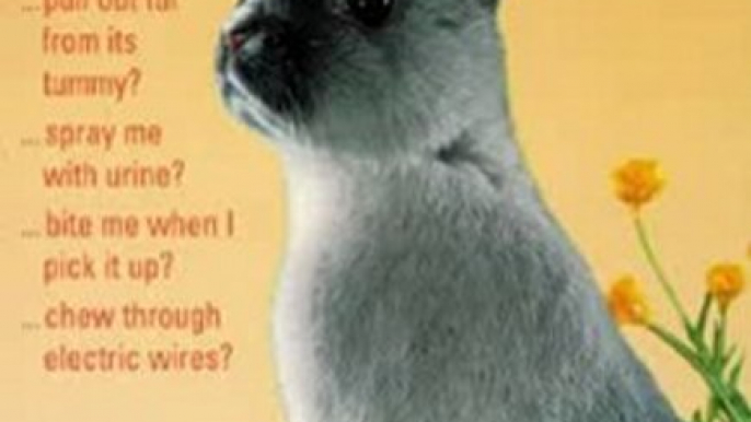 Crafts Book Review: Why Does My Rabbit . . . ? (Pet Care) by Anne McBride