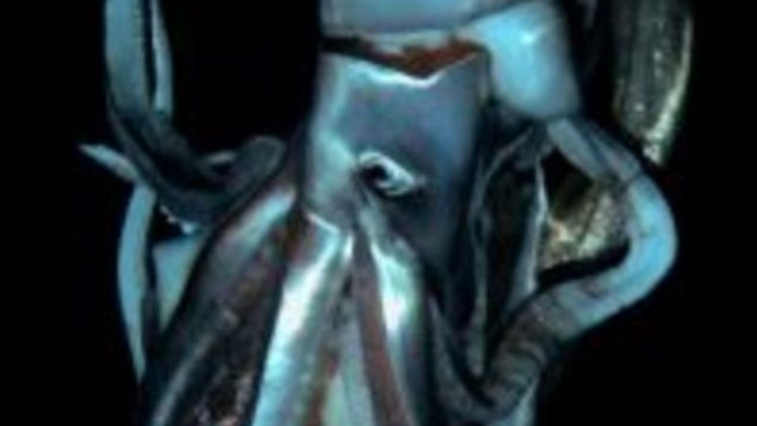 Giant Squid Footage Captured for First Time