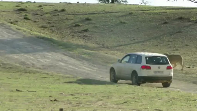 Lions vs VW Touareg - Crazy Cats!